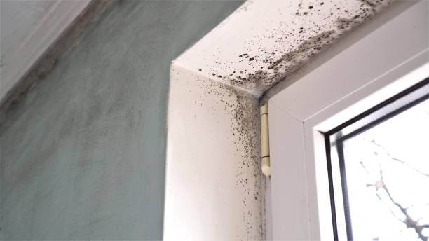 Best Residential Mold Removal  in Ada, OH