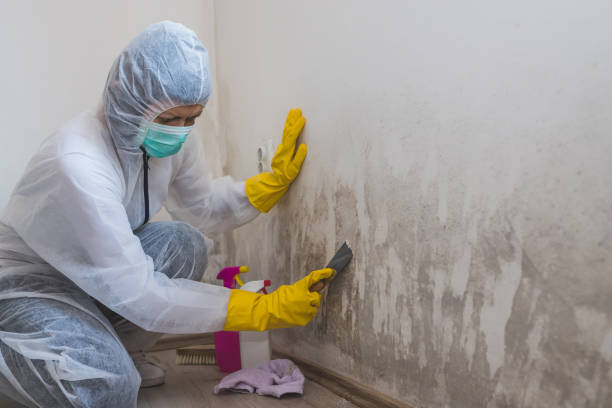 Best Mold Remediation  in Ada, OH