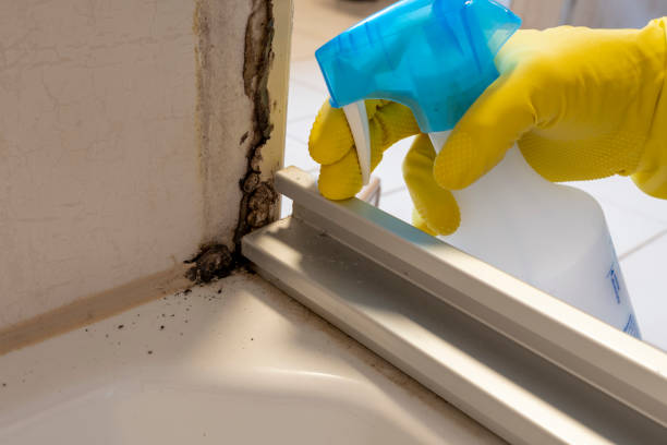 Best Emergency Mold Removal  in Ada, OH