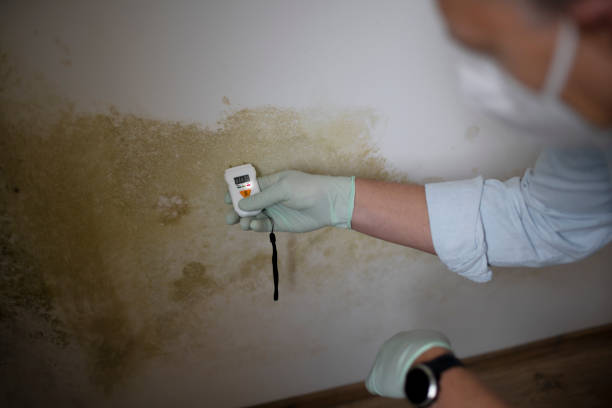 Best Certified Mold Removal  in Ada, OH