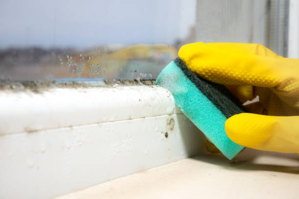 Best Mold Remediation  in Ada, OH