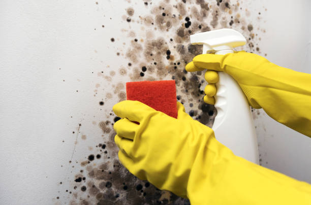 Best Mold Remediation  in Ada, OH