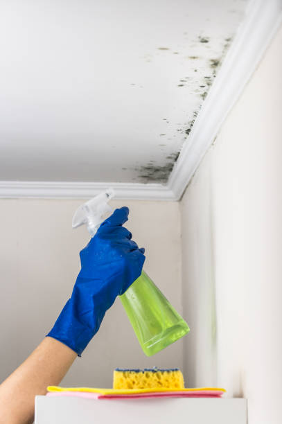 Best Professional Mold Removal  in Ada, OH