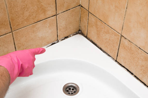 Best Office Mold Removal Services  in Ada, OH