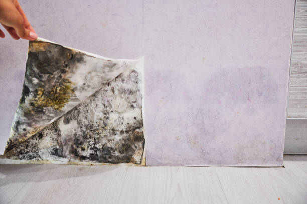 Best Mold Damage Repair  in Ada, OH